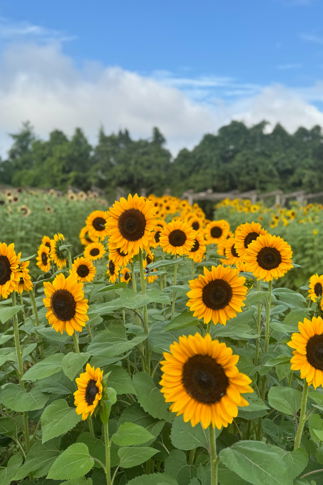 7-Acres-Farm-Sunflowers