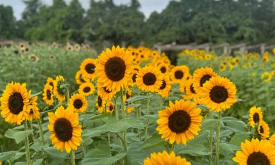 7 Acres Farm Photo Gallery (68)