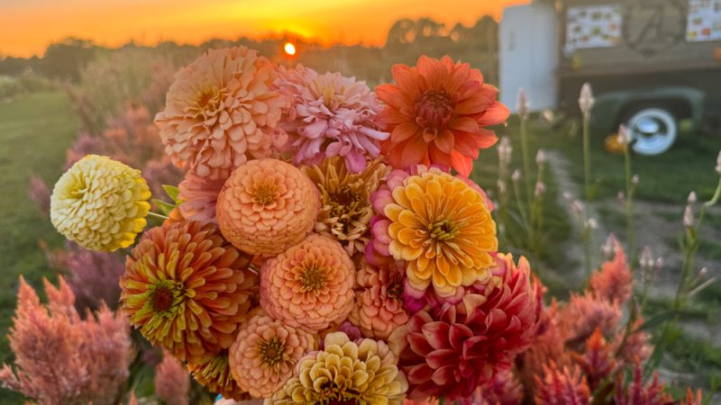 7Acres-Farm-U-Pick-Flowers